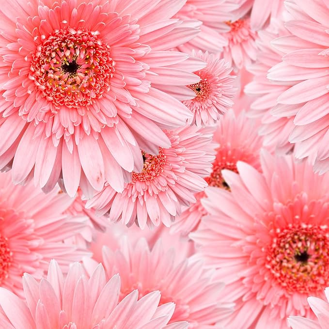 Livelynine 17.5x276" Pink Wallpaper Stick and Peel Boho Pink Flower Wall Paper for Girls Room Bathroom Accent Daisy Coquette Floral Wall Murals Removable Decorative Contact Paper for Furniture Desk